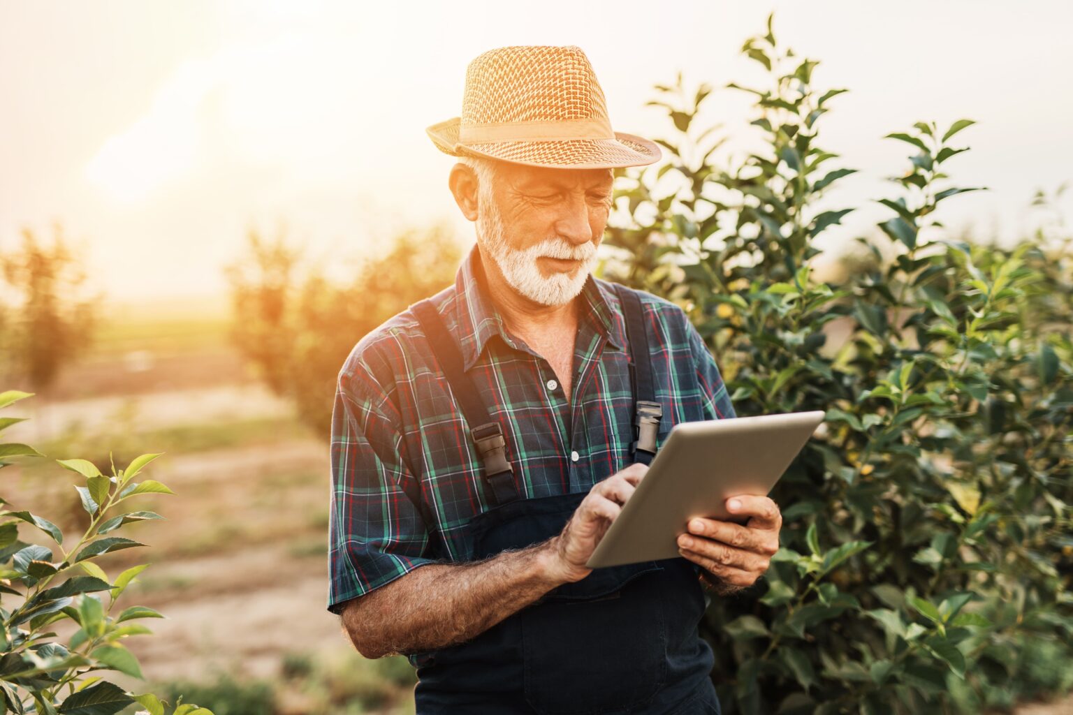 o que e o plano safra