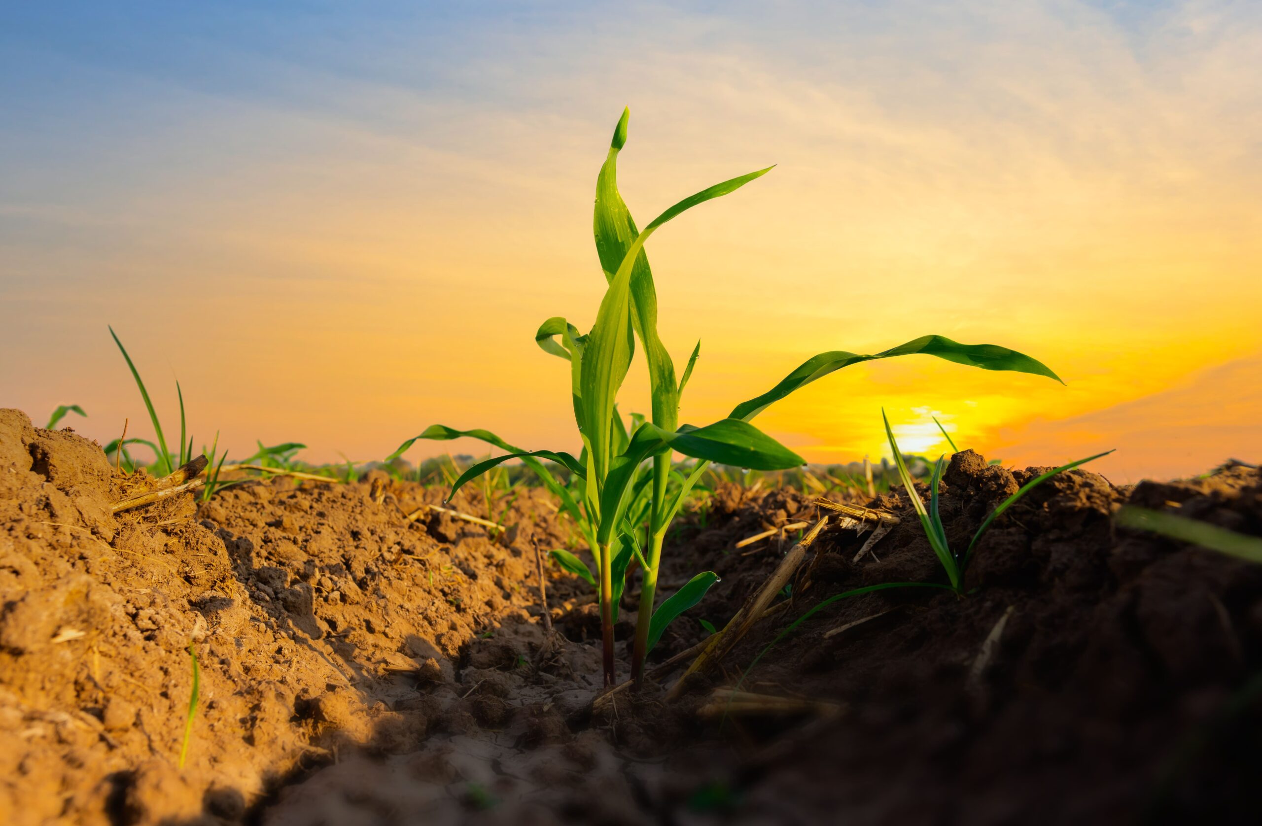 cédula de produto rural
